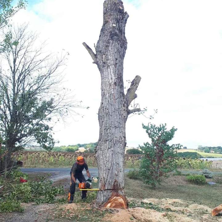 Abattage et taille d’arbres Saint André de Cubzac