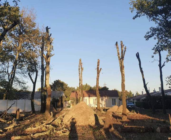 Élagage d'arbre Saint-André-de-Cubzac
